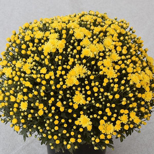 Mum Yellow Dove Yellow - View 1 from www redcrocus com