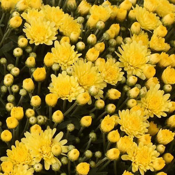 Mum Yellow Dove Yellow - View 2 from www redcrocus com