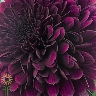 Mum Purple Majesty Purple - View 16 from www redcrocus com