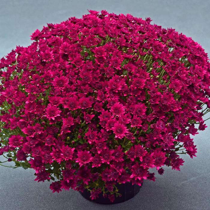 Mum Purple Majesty Purple - View 2 from www redcrocus com