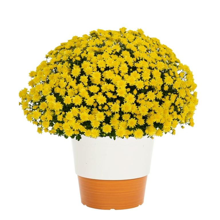 Mum, Yellow Makayla Yellow - View 2 from www redcrocus com