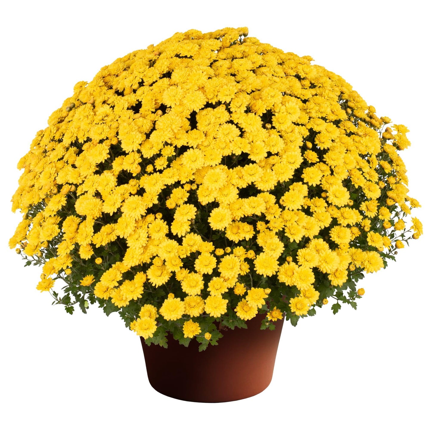 Mum, Yellow Makayla Yellow - View 7 from www redcrocus com