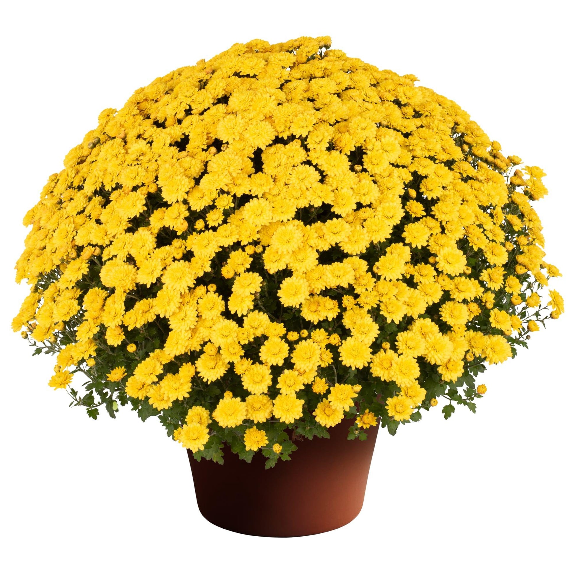 Mum, Yellow Makayla Yellow - View 7 from www redcrocus com