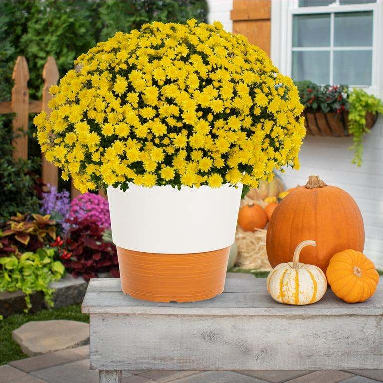 Mum, Yellow Makayla Yellow - View 8 from www redcrocus com