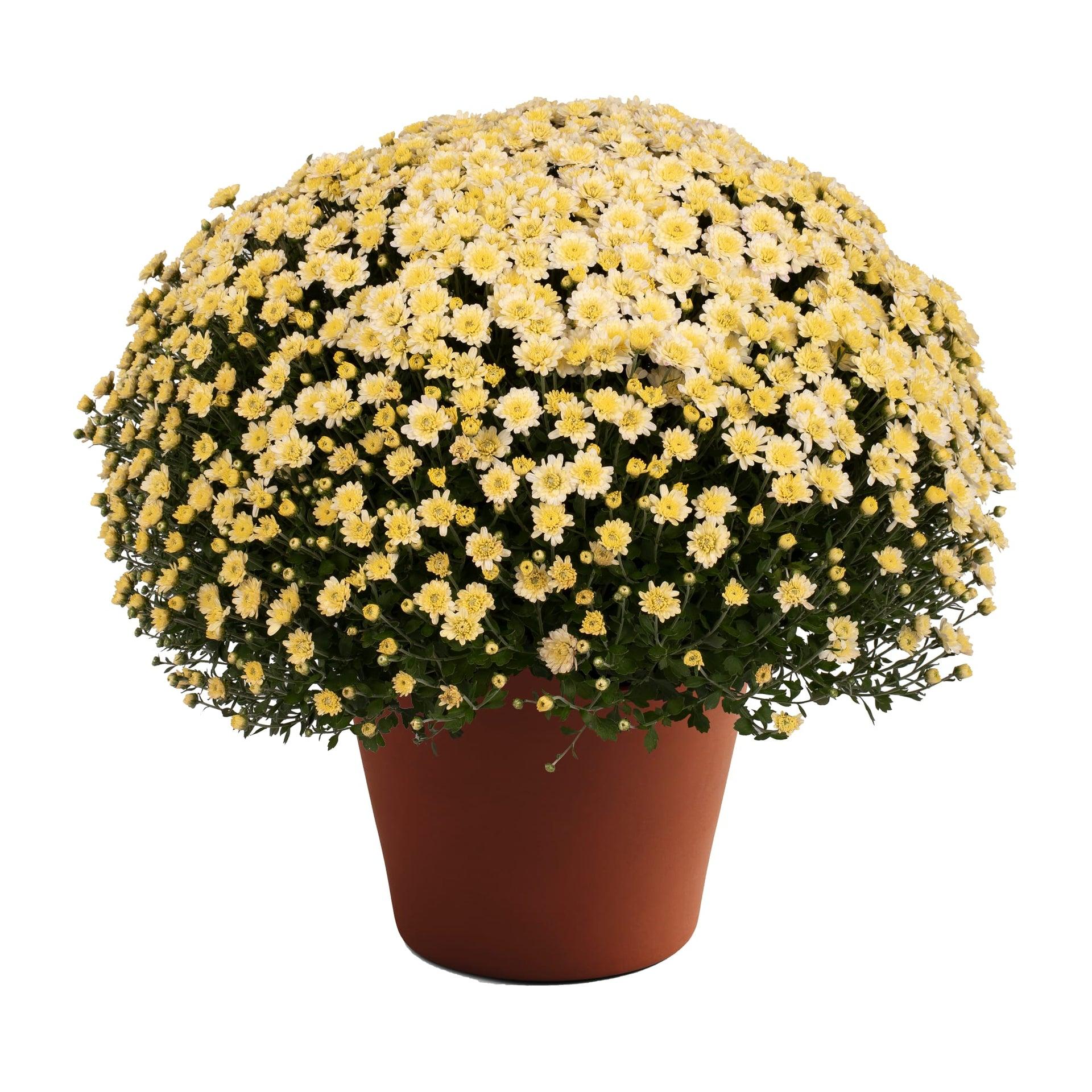 Mum, Yellow Makayla Yellow - View 9 from www redcrocus com