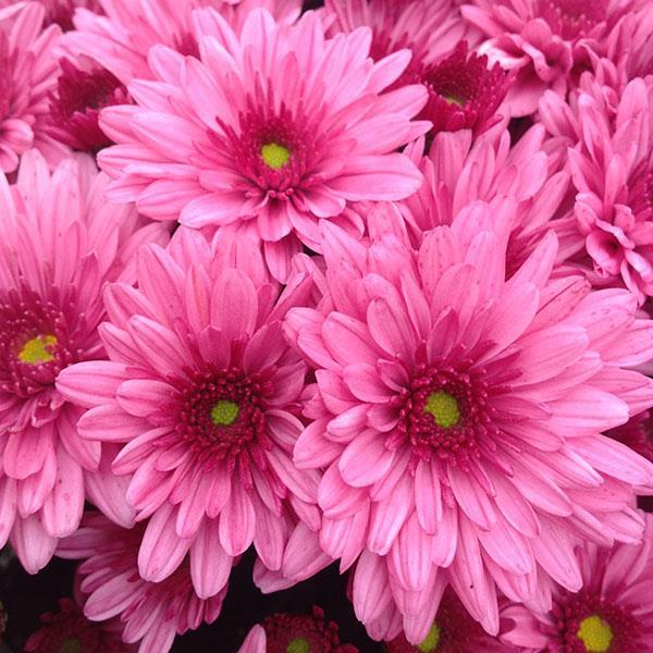 Mum, Pink Pop Eye Pink - View 3 from www redcrocus com