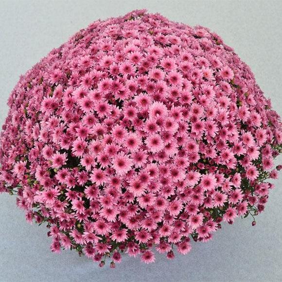 Mum, Pink Pop Eye Pink - View 8 from www redcrocus com
