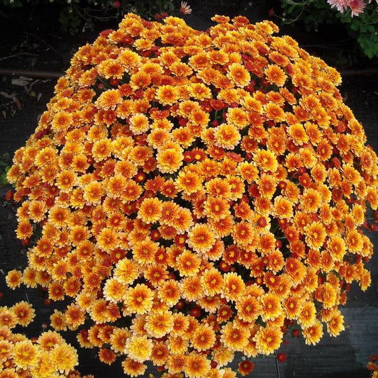 Mum Mix Staviski Orange Red Yellow - View 1 from www redcrocus com