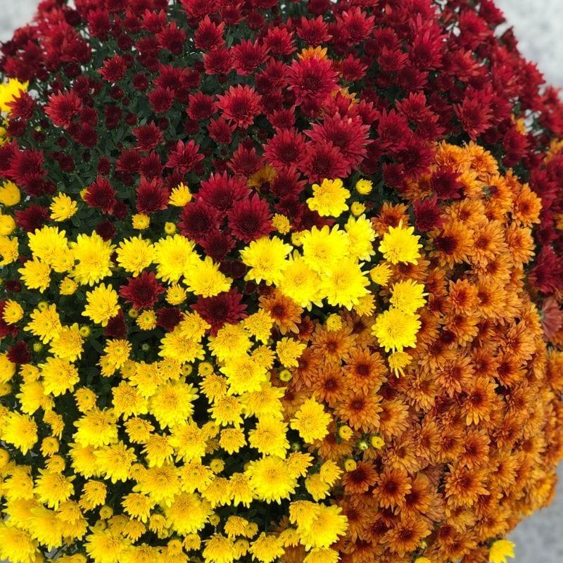 Mum Mix Staviski Orange Red Yellow - View 2 from www redcrocus com
