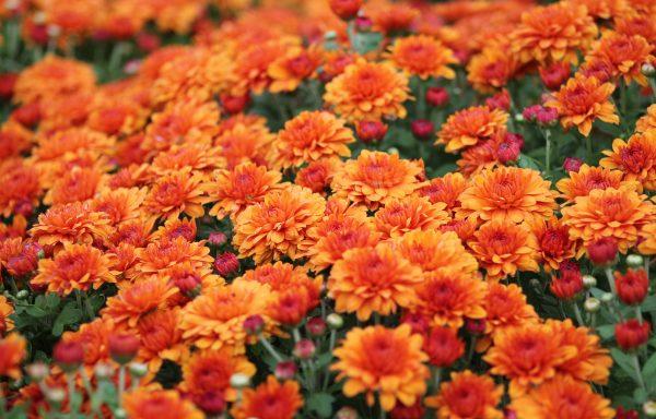 Mum Mix Staviski Orange Red Yellow - View 4 from www redcrocus com
