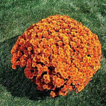 Mum Mix Staviski Orange Red Yellow - View 5 from www redcrocus com