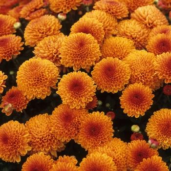 Mum Mix Staviski Orange Red Yellow - View 6 from www redcrocus com