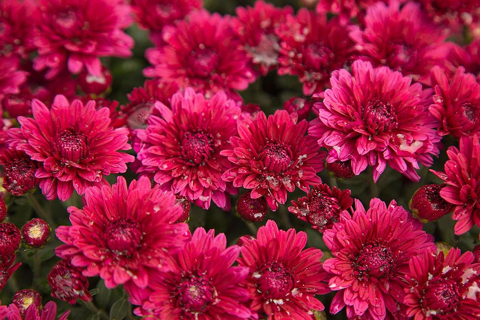 Mum Red Staviski Red - View 11 from www redcrocus com