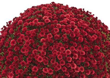 Mum Red Staviski Red - View 8 from www redcrocus com
