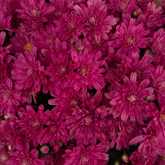 Mum, Pink Valerie Fuchsia - View 1 from www redcrocus com