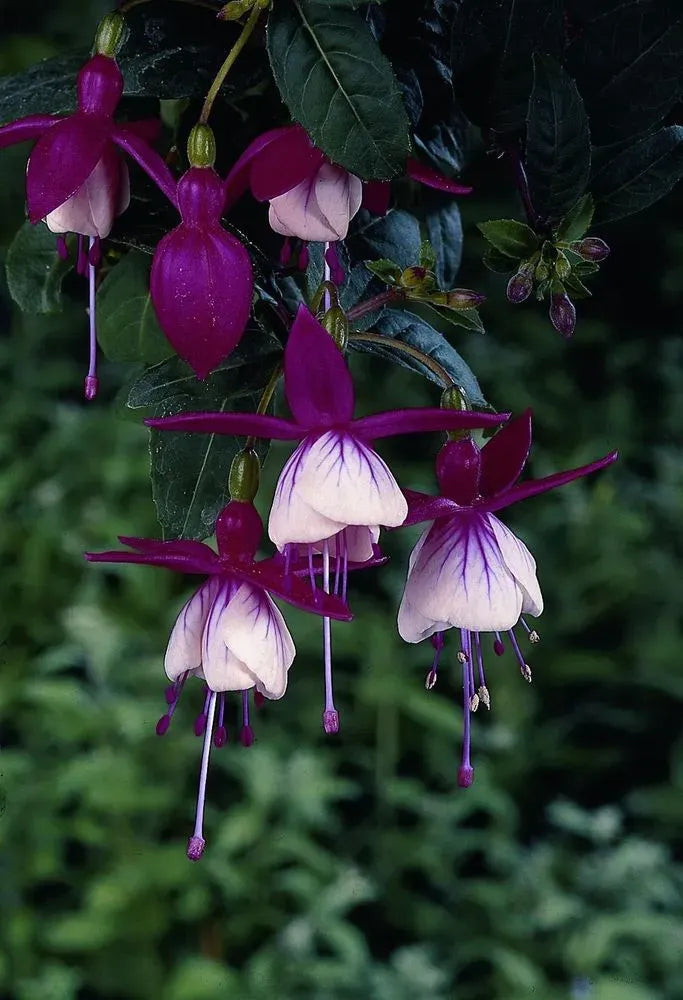 Mum, Pink Valerie Fuchsia - View 9 from www redcrocus com