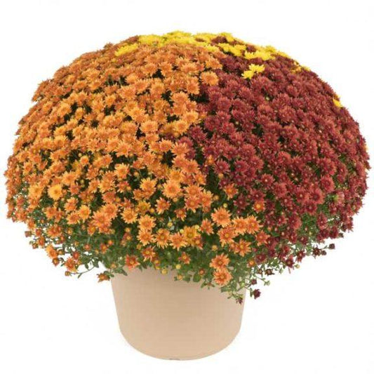 Mum Mix Beverly Mix - View 1 from www redcrocus com