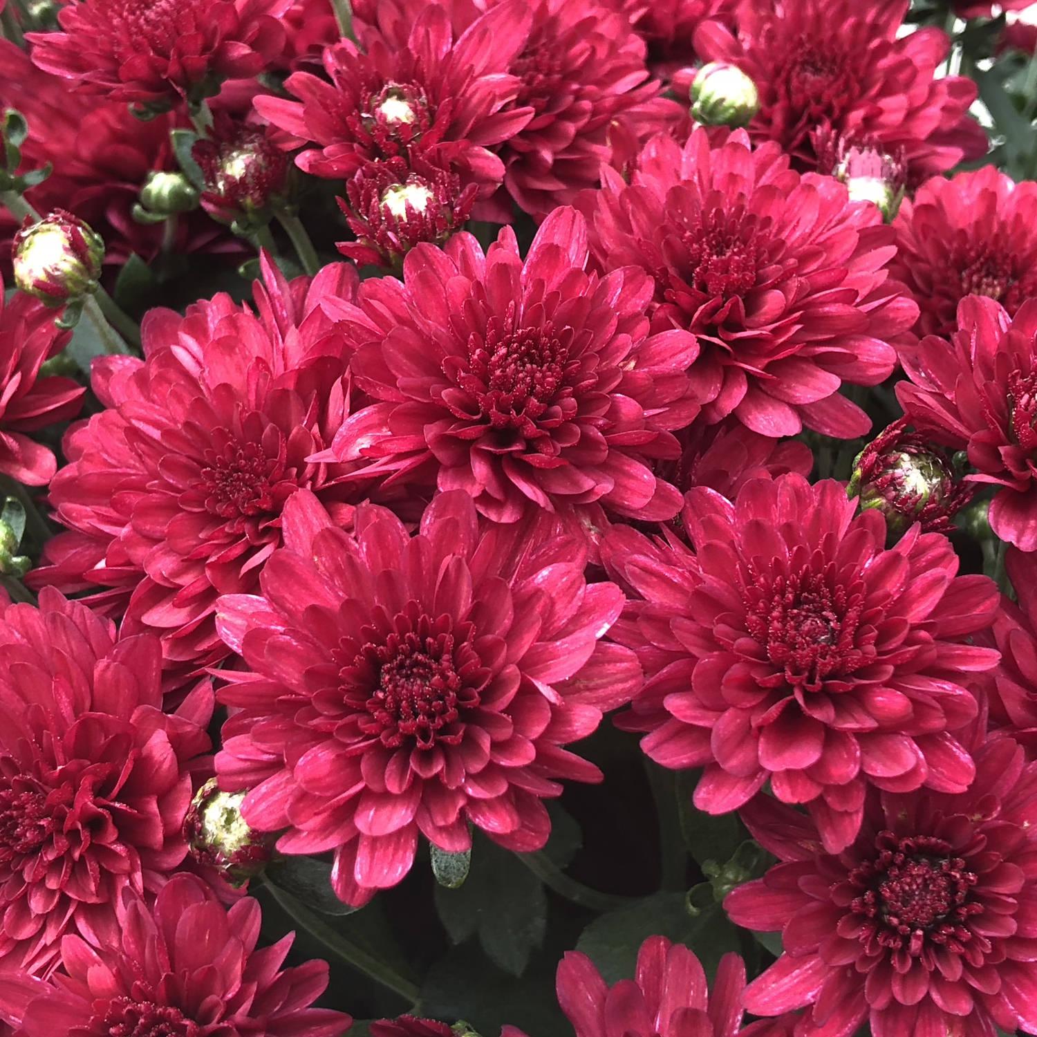 Mum Red Koko Red - View 4 from www redcrocus com