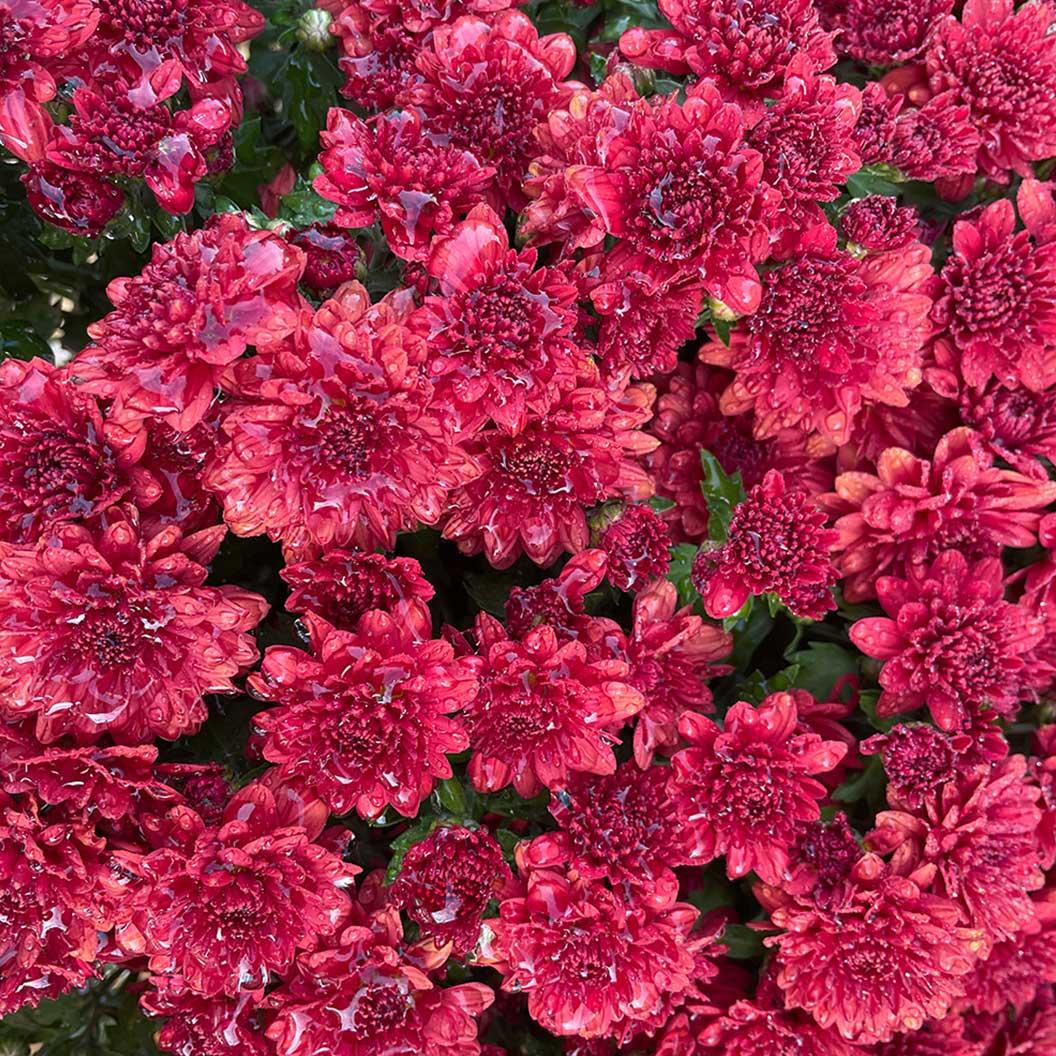 Mum, Red Amadora Red - View 11 from www redcrocus com
