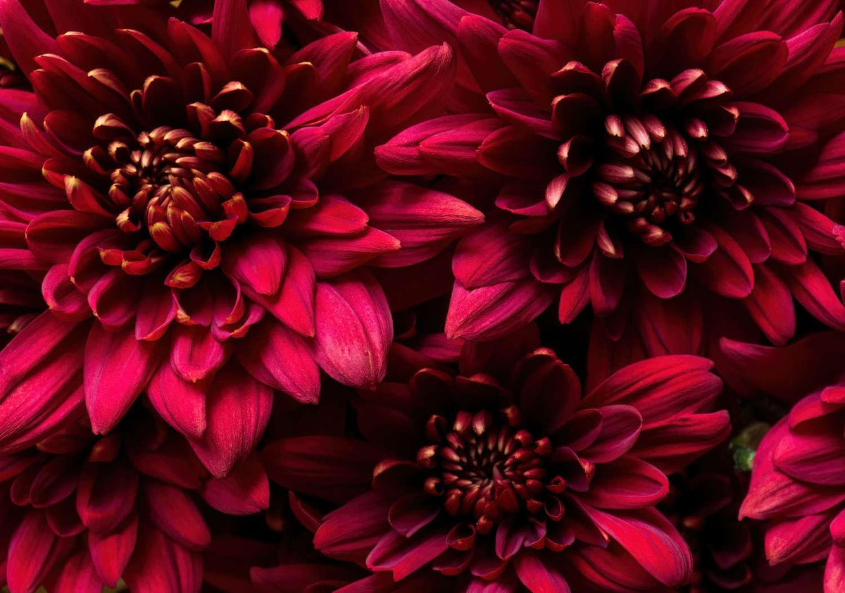 Mum, Red Amadora Red - View 16 from www redcrocus com
