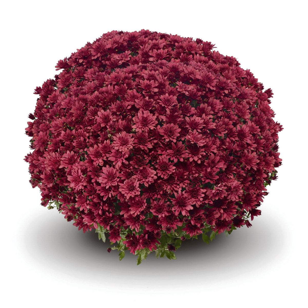 Mum, Red Amadora Red - View 17 from www redcrocus com