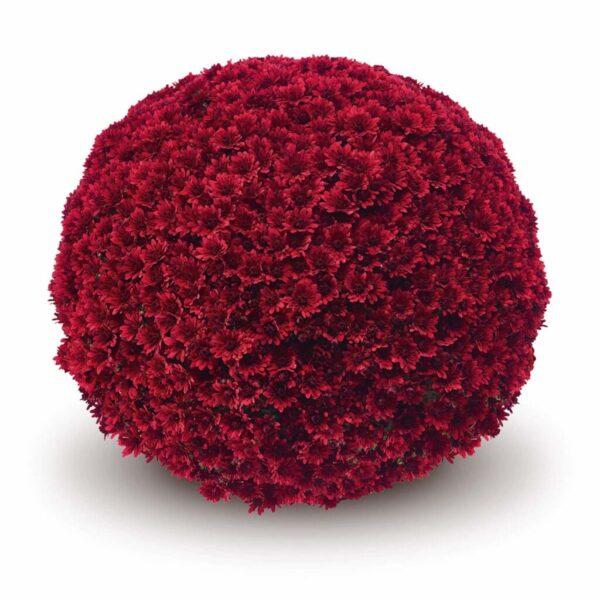 Mum, Red Amadora Red - View 19 from www redcrocus com