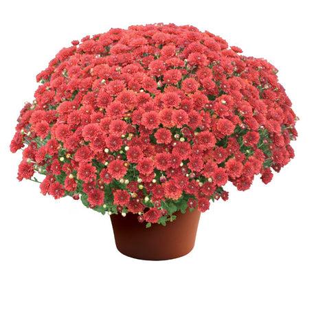 Mum, Red Amadora Red - View 20 from www redcrocus com