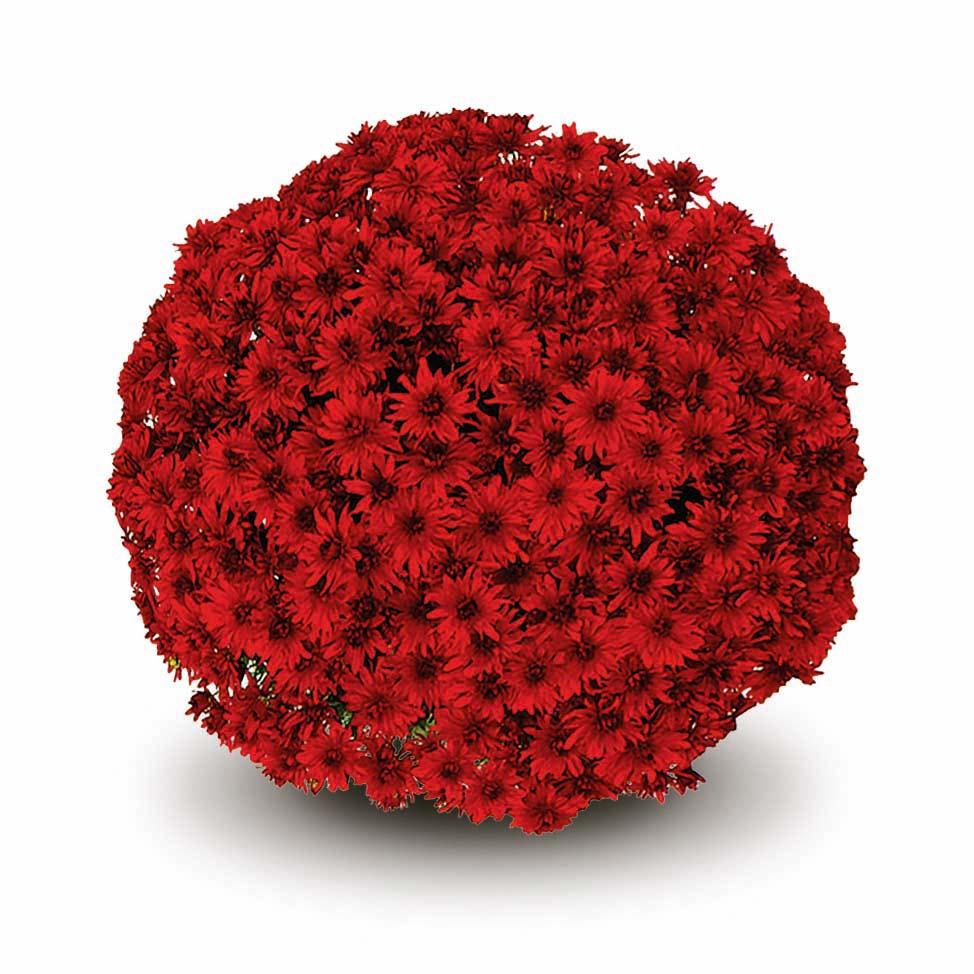 Mum, Red Amadora Red - View 3 from www redcrocus com