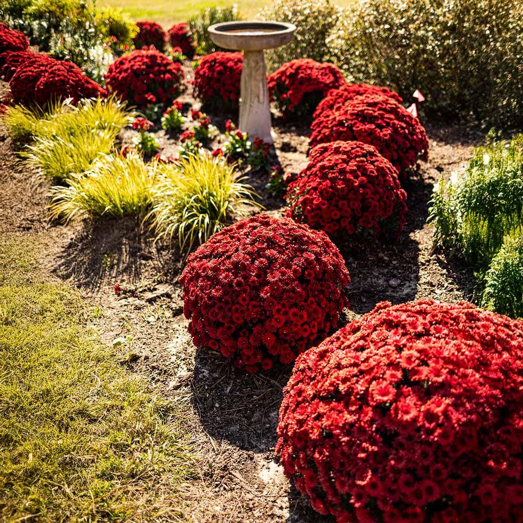 Mum, Red Amadora Red - View 4 from www redcrocus com