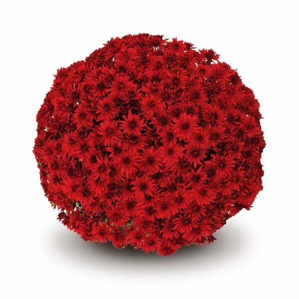 Mum, Red Amadora Red - View 5 from www redcrocus com