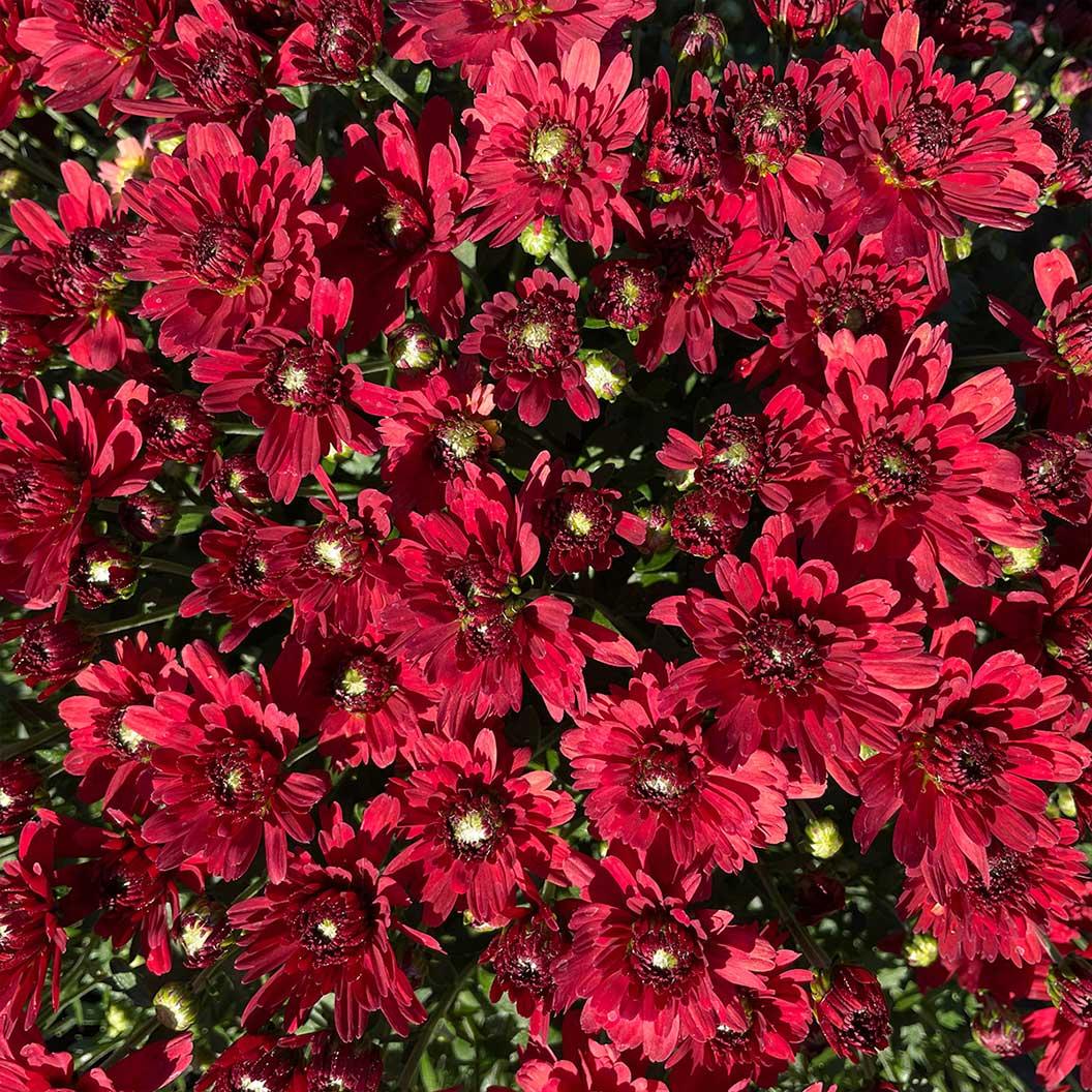 Mum, Red Amadora Red - View 7 from www redcrocus com