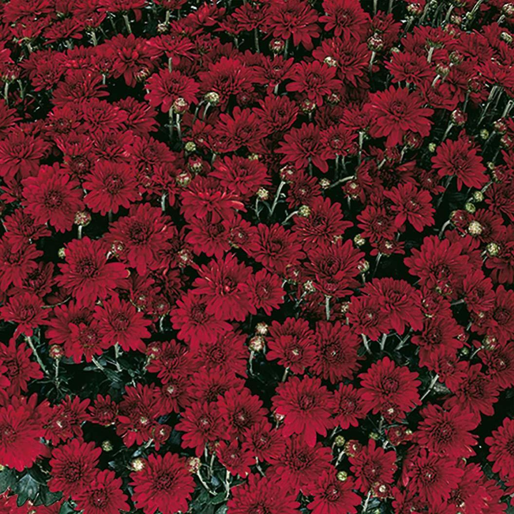 Mum, Red Amadora Red - View 9 from www redcrocus com