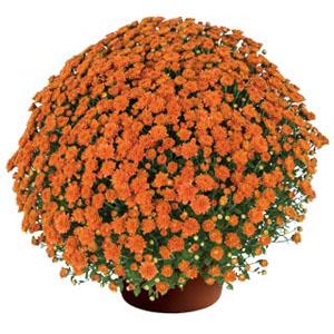 Mum, Orange Keeley Orange - View 10 from www redcrocus com