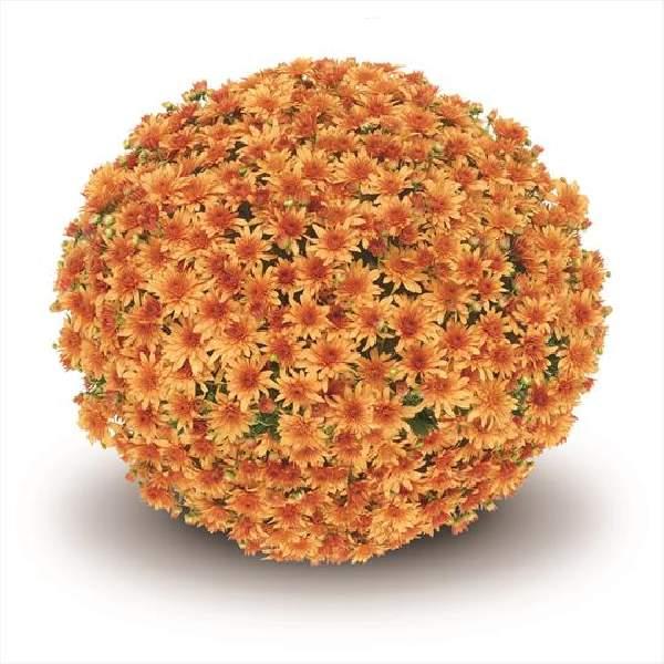 Mum, Orange Keeley Orange - View 11 from www redcrocus com