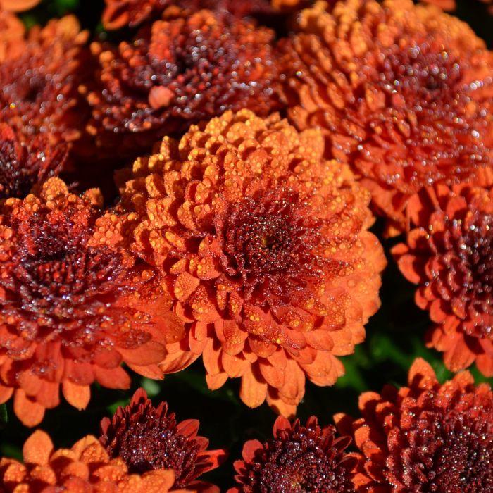 Mum, Orange Keeley Orange - View 14 from www redcrocus com