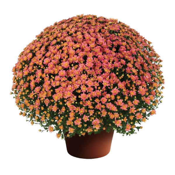 Mum, Orange Keeley Orange - View 16 from www redcrocus com