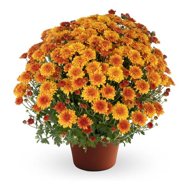 Mum, Orange Keeley Orange - View 17 from www redcrocus com