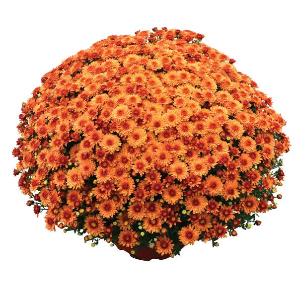 Mum, Orange Keeley Orange - View 18 from www redcrocus com