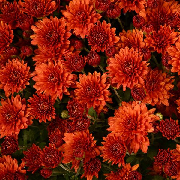 Mum, Orange Keeley Orange - View 1 from www redcrocus com