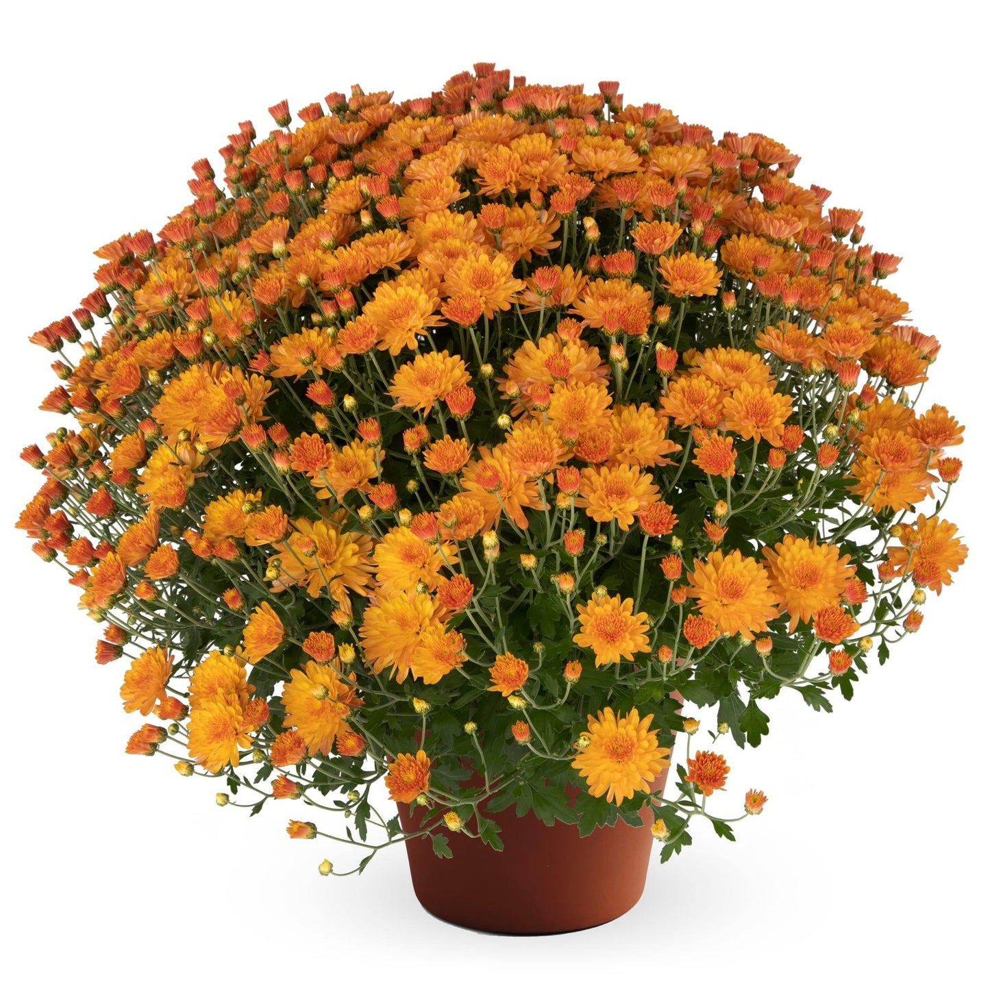 Mum, Orange Keeley Orange - View 20 from www redcrocus com