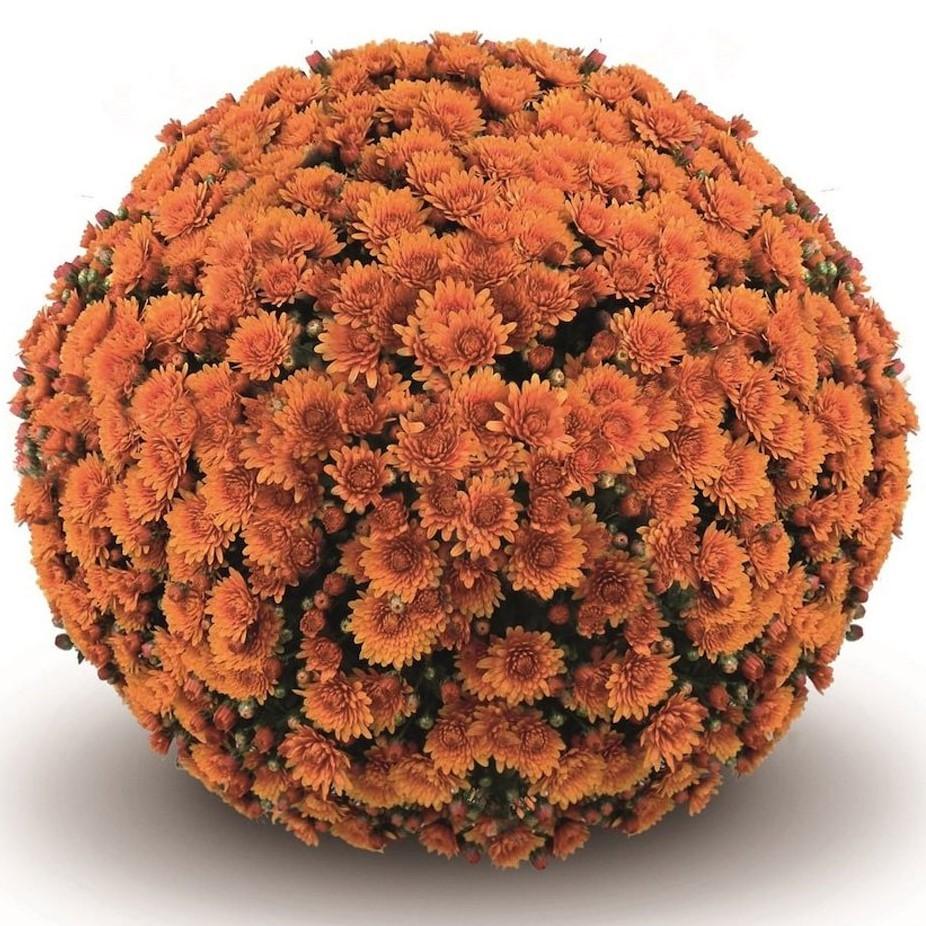 Mum, Orange Keeley Orange - View 22 from www redcrocus com