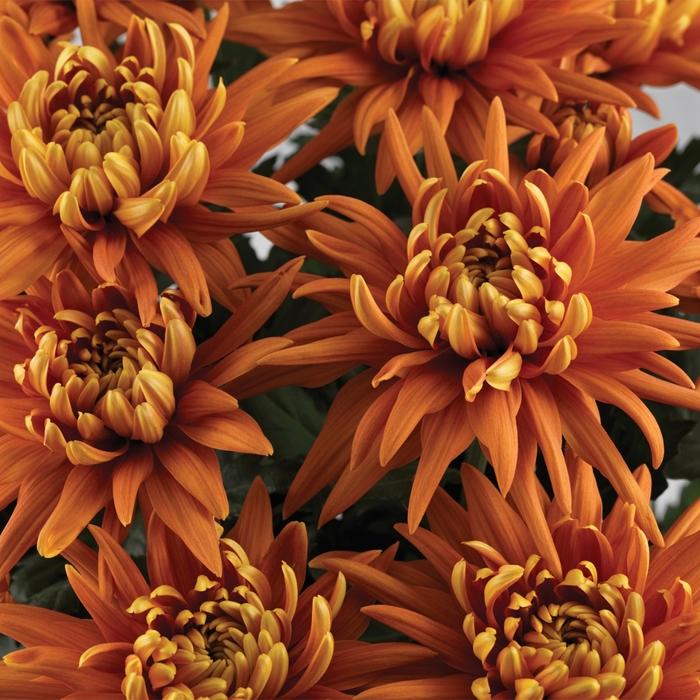 Mum, Orange Keeley Orange - View 23 from www redcrocus com