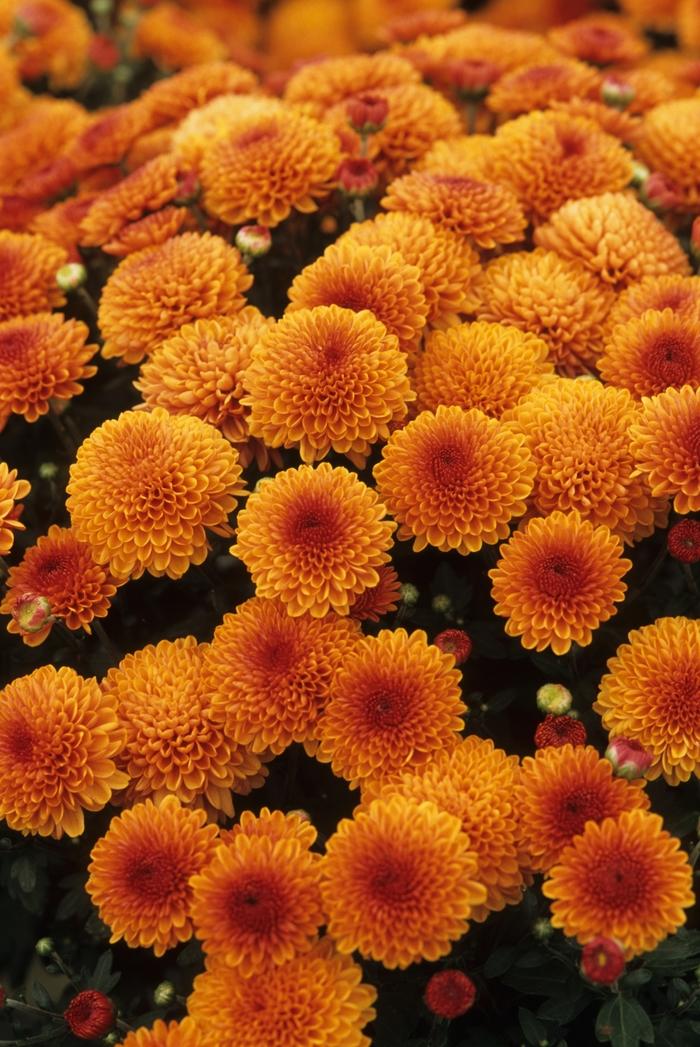 Mum, Orange Keeley Orange - View 27 from www redcrocus com