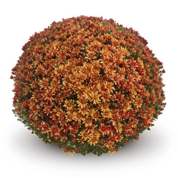 Mum, Orange Keeley Orange - View 29 from www redcrocus com