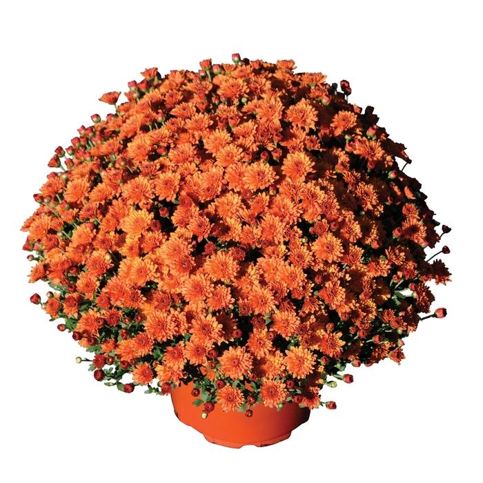 Mum, Orange Keeley Orange - View 2 from www redcrocus com