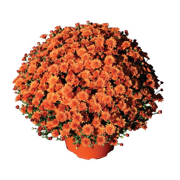 Mum, Orange Keeley Orange - View 3 from www redcrocus com