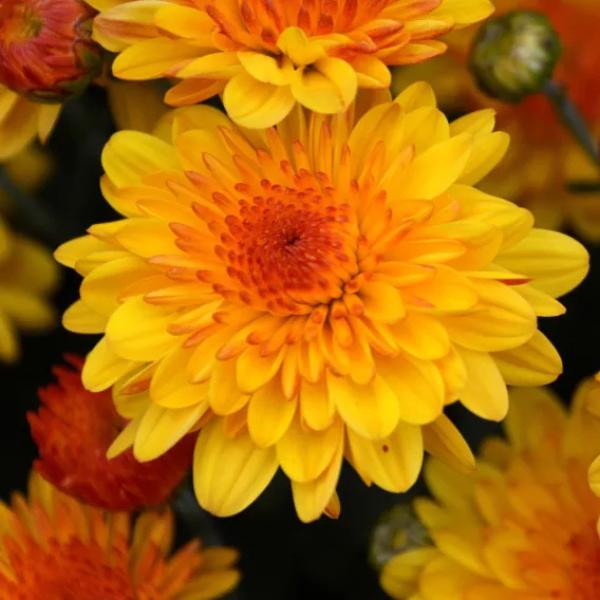 Mum, Orange Keeley Orange - View 4 from www redcrocus com