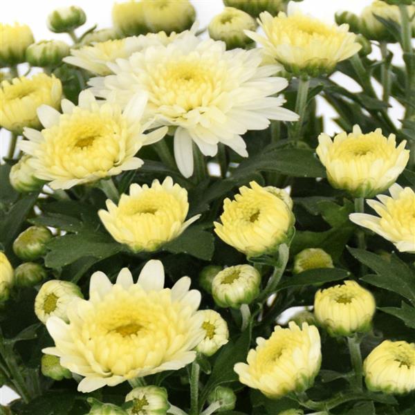 Mum, Yellow Skylar Yellow - View 16 from www redcrocus com