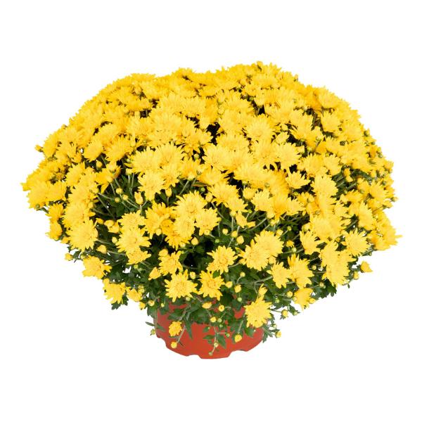 Mum, Yellow Skylar Yellow - View 1 from www redcrocus com