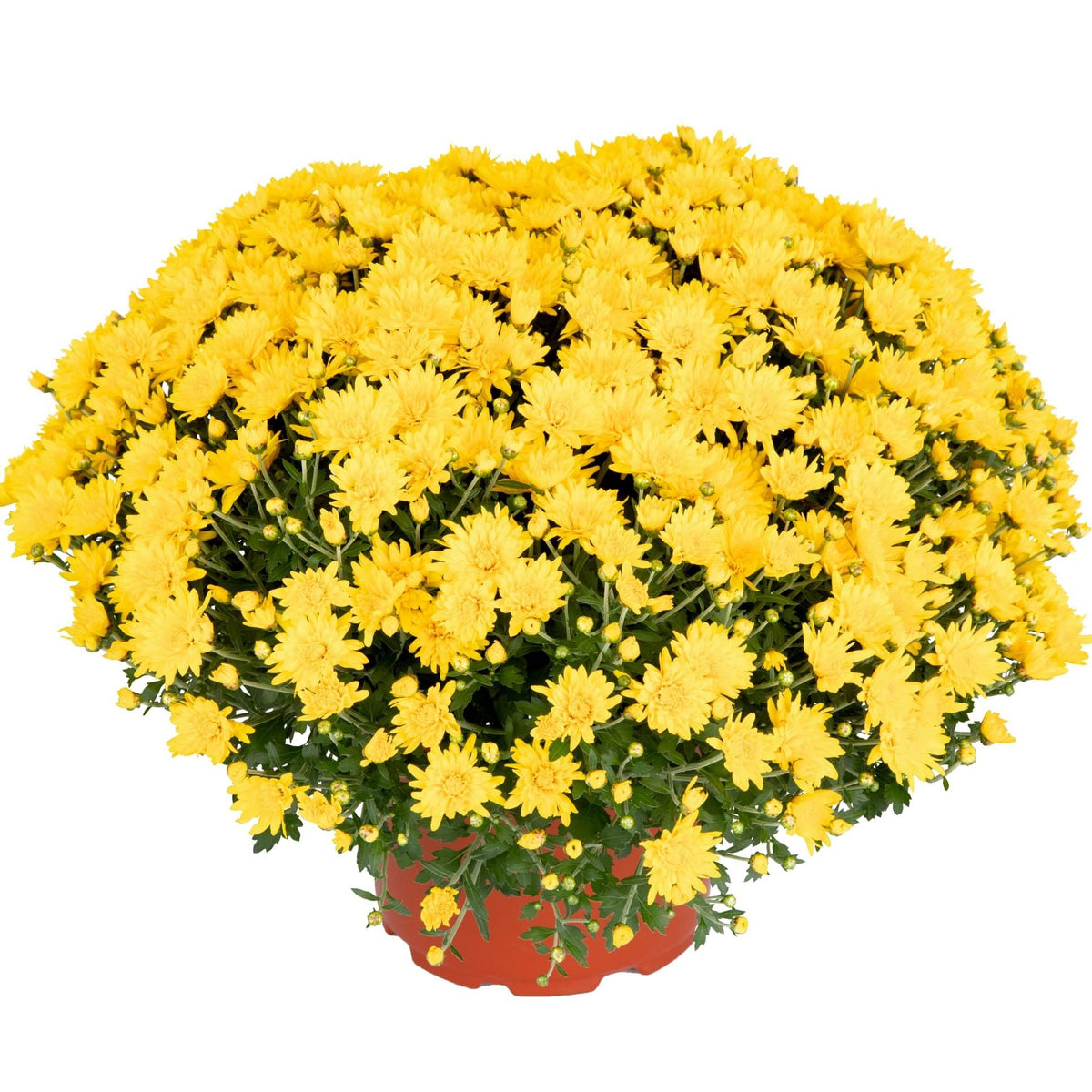 Mum, Yellow Skylar Yellow - View 3 from www redcrocus com
